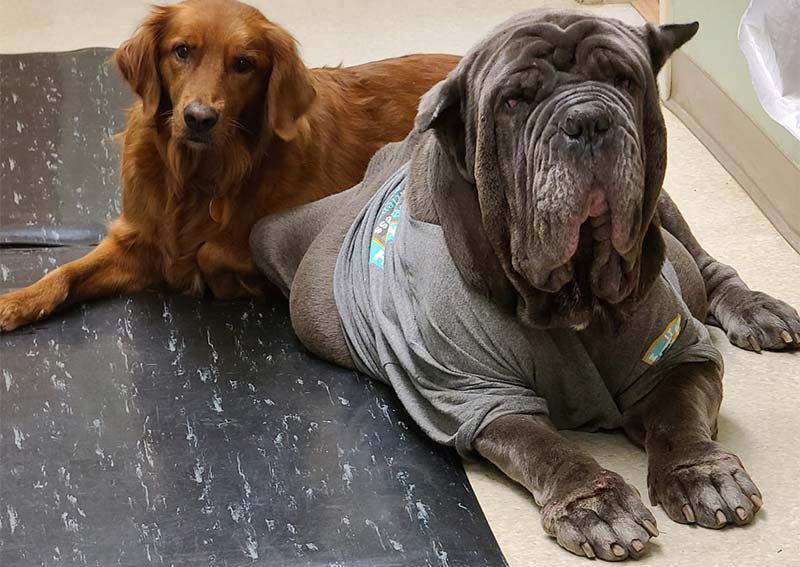 Dog Veterinary Care, Bogart
