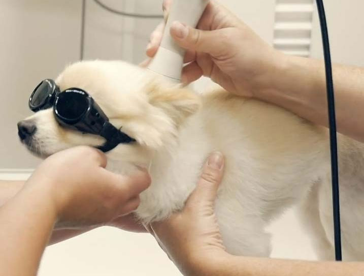 Laser Therapy for Dogs